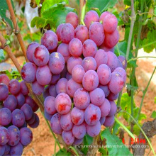 wholesale seeded organic grapes from China